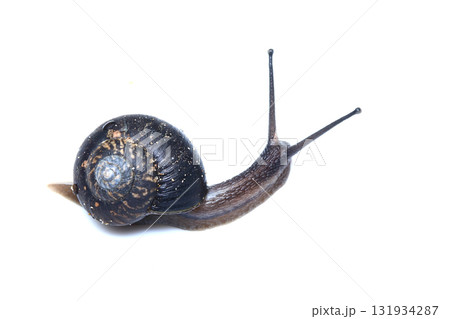 ウスカワマイマイ 131934287