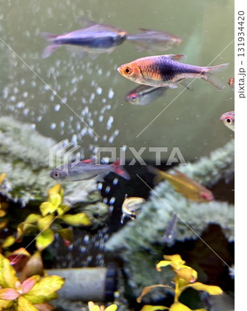 アクアリウム 熱帯魚 ラスボラ ヘテルモルファ ブルー 131934420