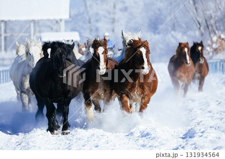 冬に走る馬の群れ 131934564