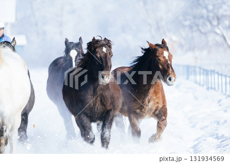 冬に走る馬の群れ 冬に走る馬の群れ 131934569