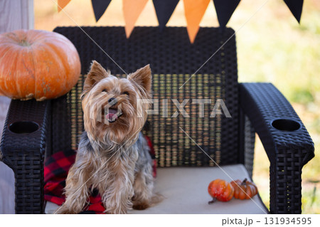 Happy Yorkshire Terrier Celebrates Halloween Sitting on Porch 131934595
