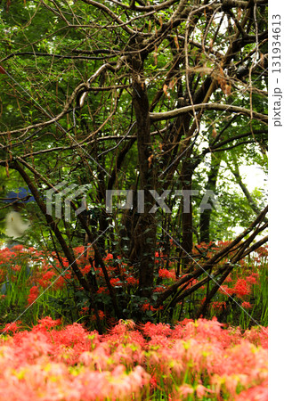 クローズアップ：巾着田の鮮やかなリコリスの花 131934613