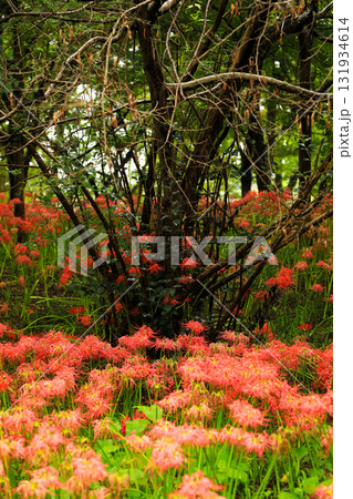 巾着田の曼珠沙華：生命力あふれる花のテクスチャ 131934614