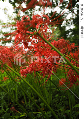 秋の花:巾着田の生命力あふれる彼岸花の群生 秋の花:巾着田の生命力あふれる彼岸花の群生 131934616