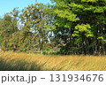 竹やぶとその横でなったたくさんの柿の実 131934676