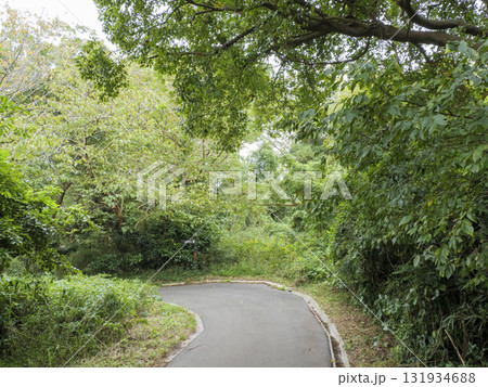 三浦半島の小網代の森の秋 131934688