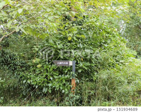 三浦半島の小網代の森の秋 131934689