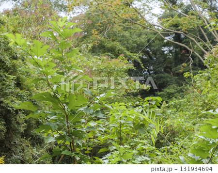 三浦半島の小網代の森の秋 131934694