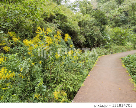 三浦半島の小網代の森の秋 131934703