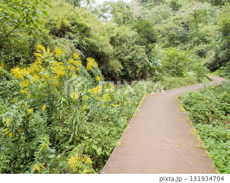 三浦半島の小網代の森の秋 131934704