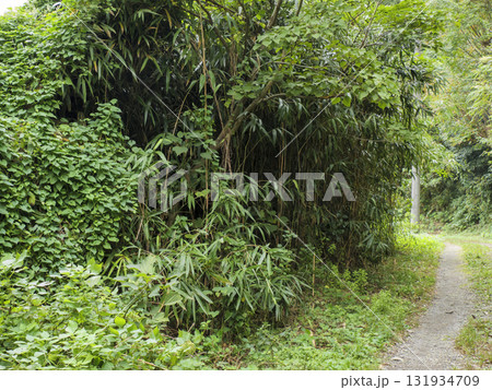 三浦半島の小網代の森の秋 三浦半島の小網代の森の秋 131934709