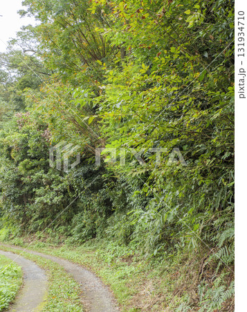 三浦半島の小網代の森の秋 131934710