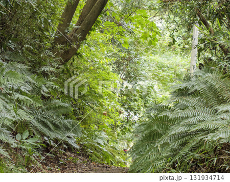 三浦半島の小網代の森の秋 131934714