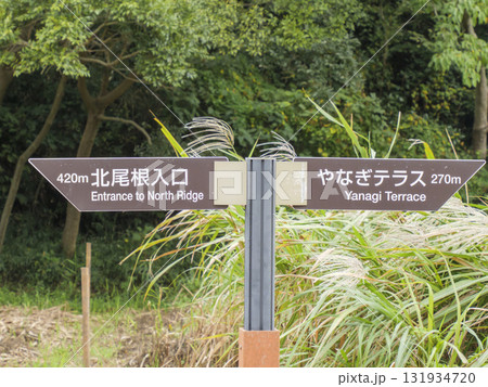 三浦半島の小網代の森の秋 131934720