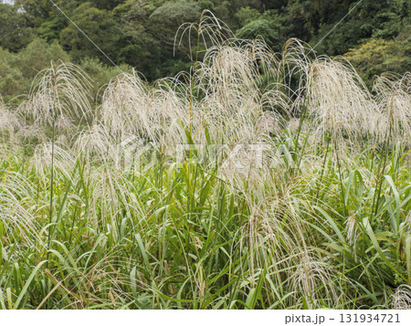 三浦半島の小網代の森の秋 131934721