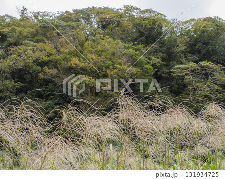 三浦半島の小網代の森の秋 131934725