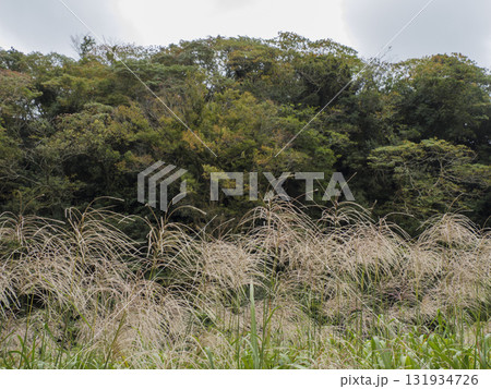 三浦半島の小網代の森の秋 131934726