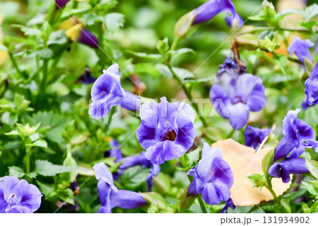 トレニア「サマーミスト」 トレニア「サマーミスト」 131934902