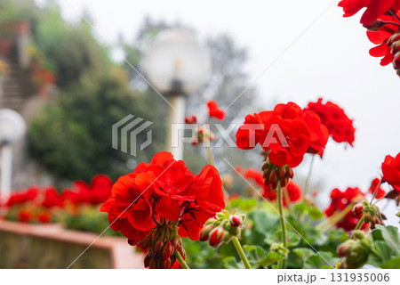 Red geranium flowers in full bloom stand out against a blurred background of greenery and a lamp post, suggesting a Mediterranean garden setting. Red geranium flowers in full bloom stand out against a blurred background of greenery and a lamp post, suggesting a Mediterranean garden setting. 131935006