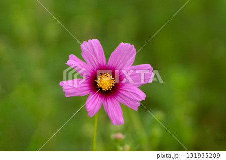コスモスの花のクローズアップ コスモスの花のクローズアップ 131935209