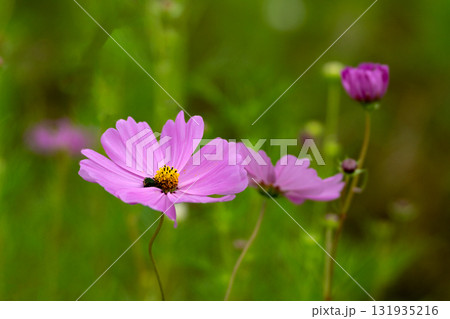 コスモスの花のクローズアップ 131935216