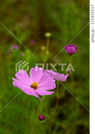 コスモスの花のクローズアップ 131935217