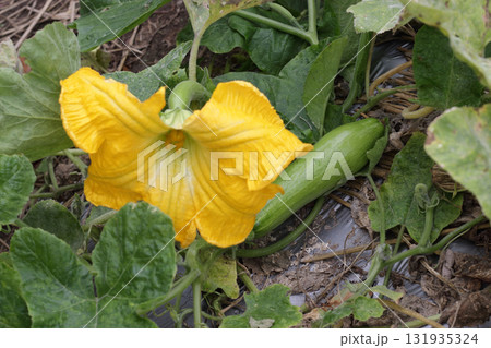 エホバク、韓国カボチャ エホバク、韓国カボチャ 131935324