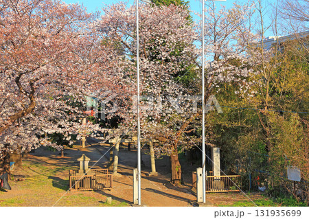 神社境内が桜に覆われる船島稲荷大明神 神社境内が桜に覆われる船島稲荷大明神 131935699