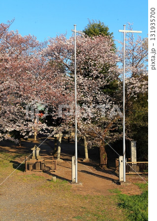神社境内が桜に覆われる船島稲荷大明神 131935700