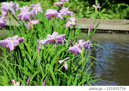 花菖蒲　ハナショウブ 131935716