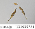 古代米の稲穂-少な目 131935721