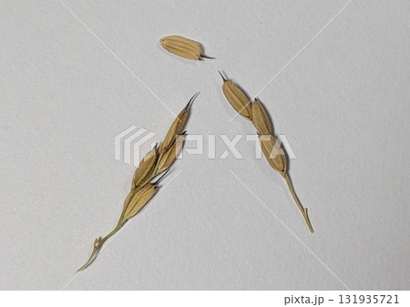 古代米の稲穂-少な目 131935721