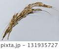古代米の稲穂 131935727