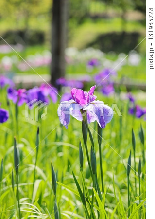 花菖蒲　ハナショウブ　タテ位置 131935728