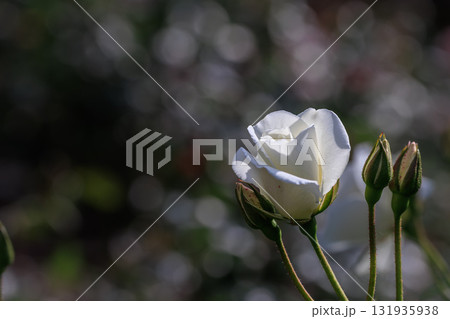 【石川県】金沢南総合運動公園の純白の薔薇 【石川県】金沢南総合運動公園の純白の薔薇 131935938