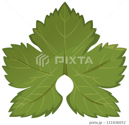 Vector Illustration of Fresh Green Parsley Leaf Cluster 131936052