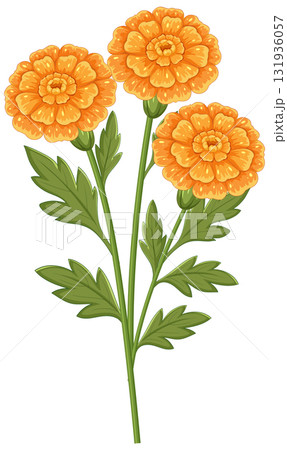 Vibrant Marigold Vector Illustration with Detailed Leaves Vibrant Marigold Vector Illustration with Detailed Leaves 131936057
