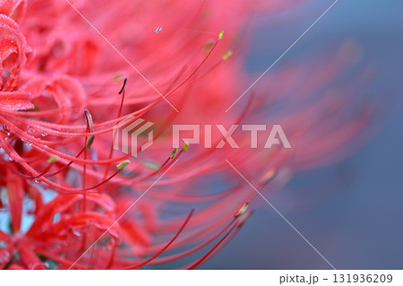 真っ赤に咲く彼岸花 131936209