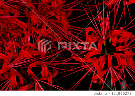 真っ赤に咲く彼岸花 131936278
