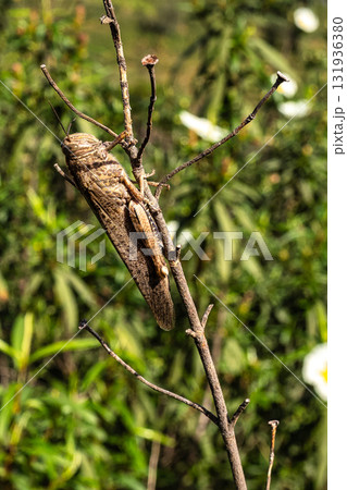 A brown beach locust, Aiolopus strepens at the Archaeological Circuit in Vale Fuzeiros in Vilarinha, Algarve, Portugal 131936380
