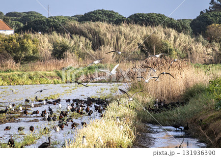 Glossy ibis, Plegadis falcinellus and seagulls at Porto Palafita da Carrasqueira in Portugal 131936390