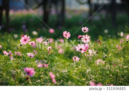 A beautiful field of pink and white daisies blossoms under a blue summer sky 131936885