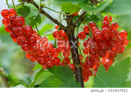ripe red currant hanging on bush in garden 131937052