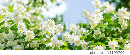 blooming jasmine flowers in a garden blooming jasmine flowers in a garden 131937064