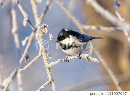 Little bird perching on branch of snowy tree. Coal tit, Periparus ater Little bird perching on branch of snowy tree. Coal tit, Periparus ater 131937067
