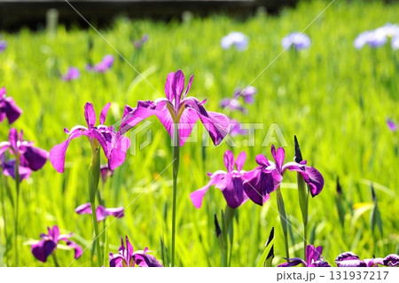 花菖蒲 ハナショウブ 花菖蒲 ハナショウブ 131937217