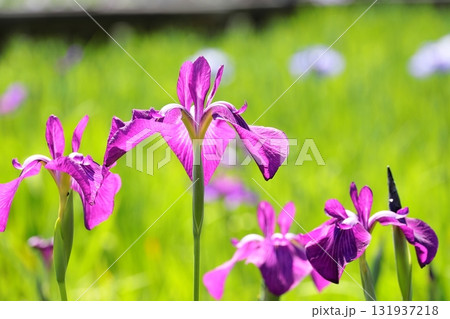 花菖蒲 ハナショウブ 花菖蒲 ハナショウブ 131937218