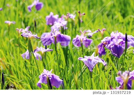 花菖蒲 ハナショウブ 花菖蒲 ハナショウブ 131937219