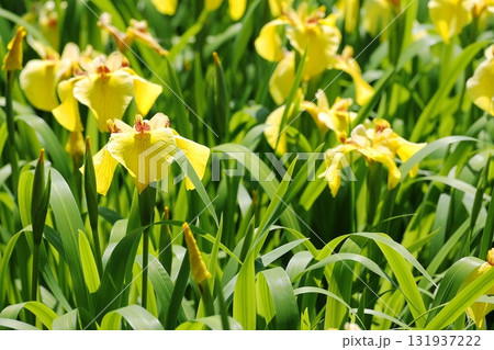 花菖蒲　ハナショウブ 131937222