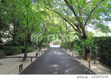 高円寺 緑に囲まれた参道 東京都杉並区高円寺 高円寺 緑に囲まれた参道 東京都杉並区高円寺 131937270